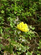 4.30.06 Hamilton Mountain 047 